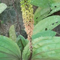 Crepidium versicolor (Lindl.) Sushil K.Singh, Agrawala & Jalal